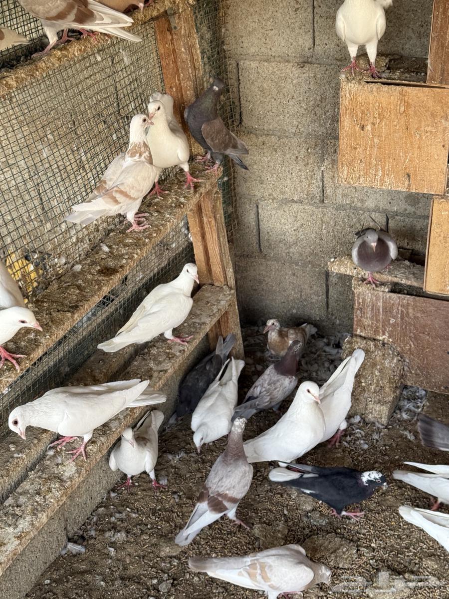 حمام للبيع64386374390274112