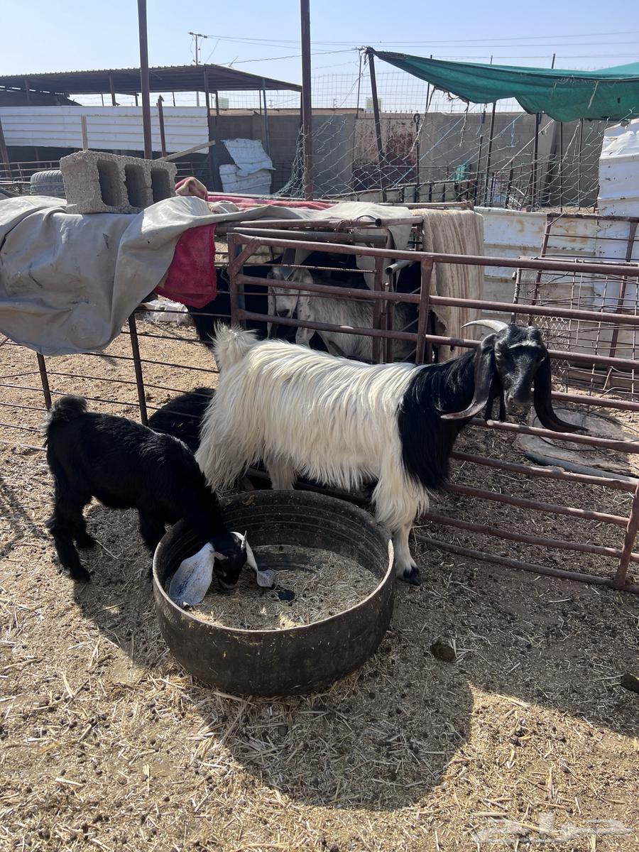 عنز مطفل تم البيع64380806416899111