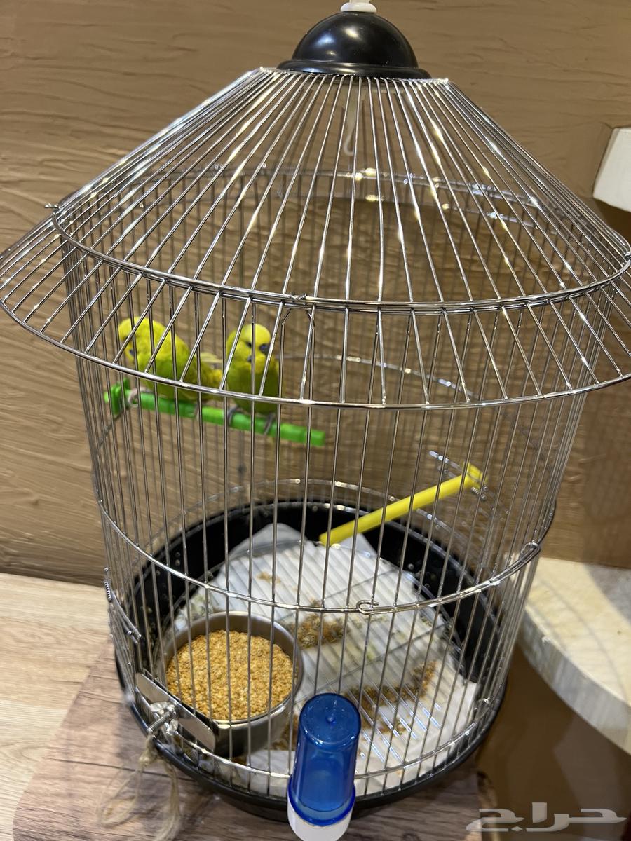 زوج بادجي64391604683009110