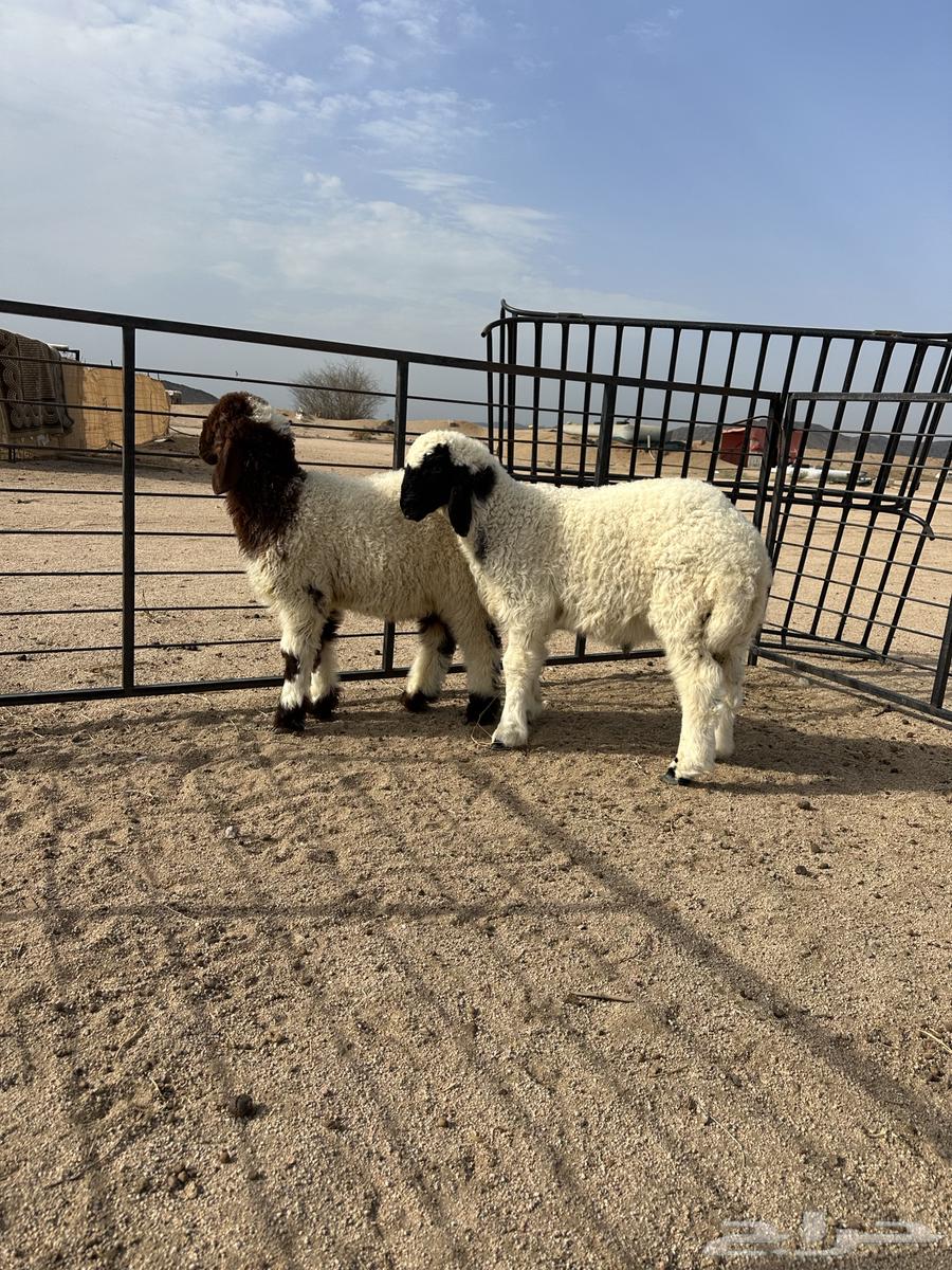 طليان نعيمي لباني فاخر مقفلة شحم64381562188033113