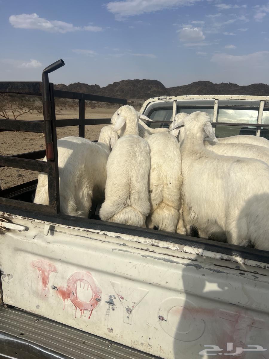 Sheep64381684956547110