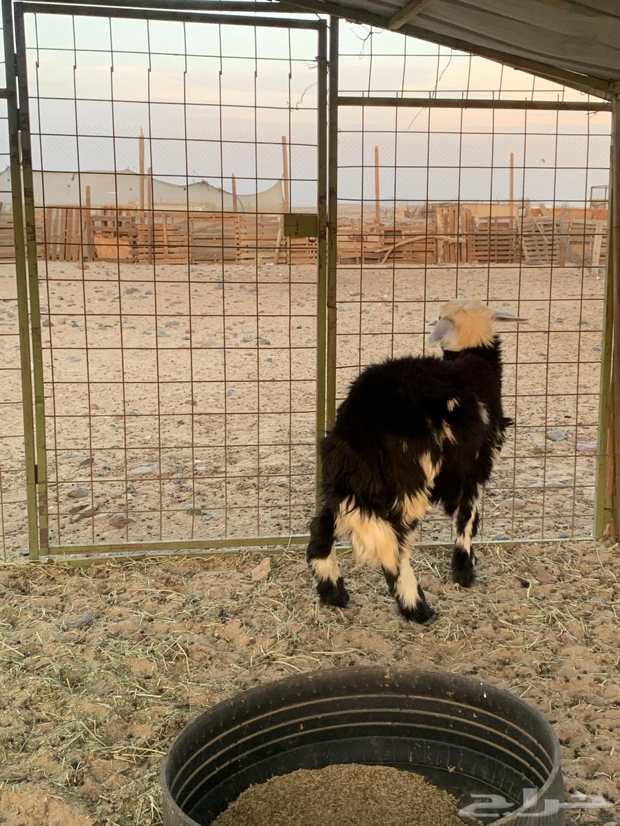 طلي نجدي64392223834371112