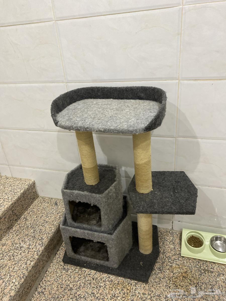 بيت قطوه لم يستخدم ابدا64386613152259111