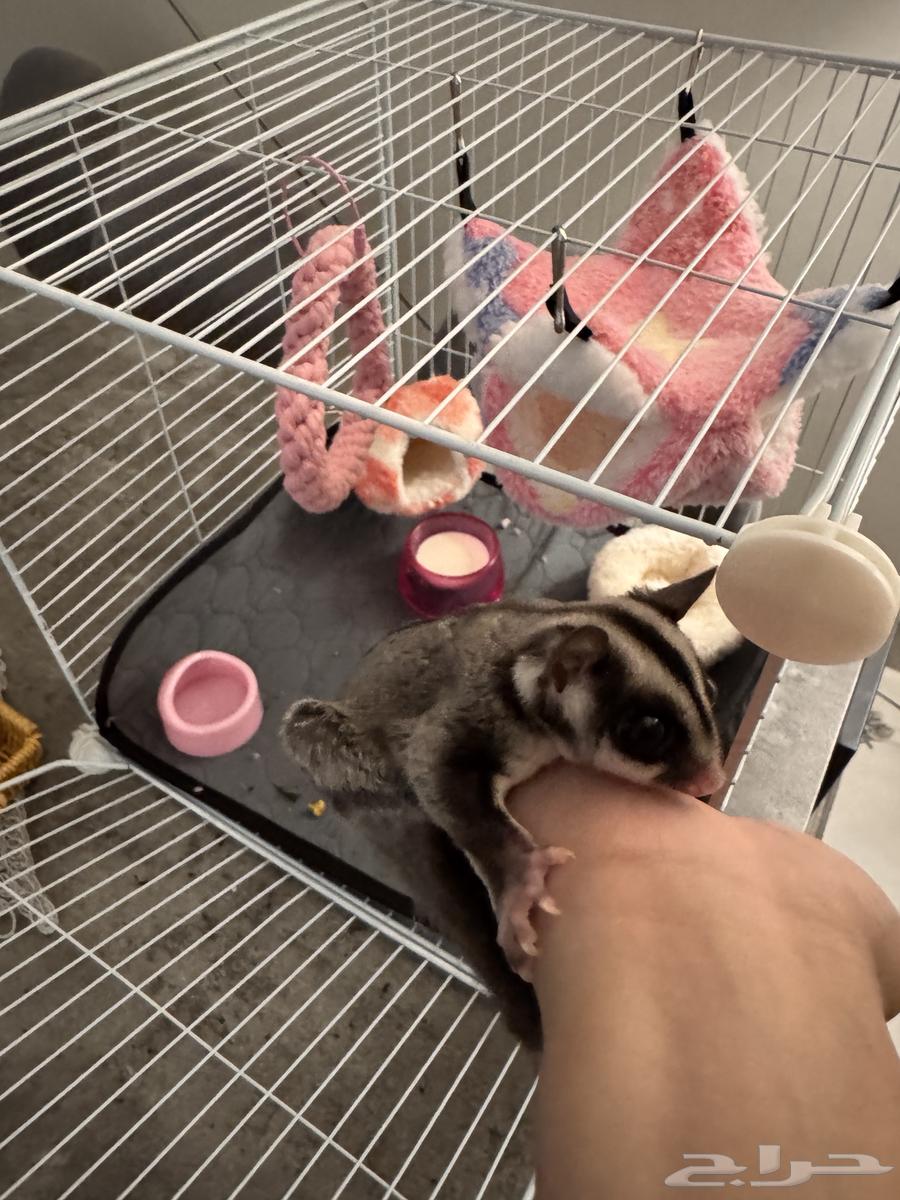 شوقر قلايدر ( السنجاب الطائر )64380197781251110