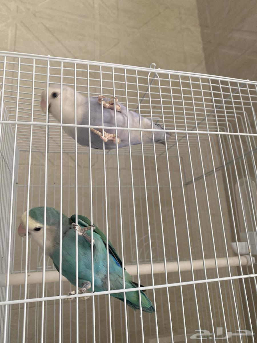 الطيور معروضه للبيع -النوع روز-العمر 9اشهر64381616965121110