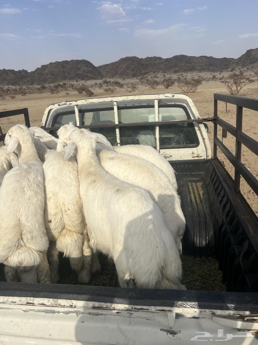 Sheep64381684956547113