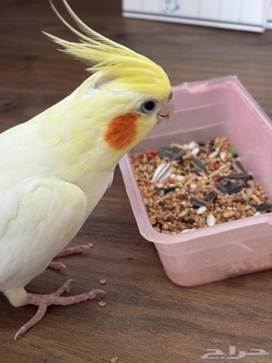 انثى كروان لاتينو اليفه64387676394881110