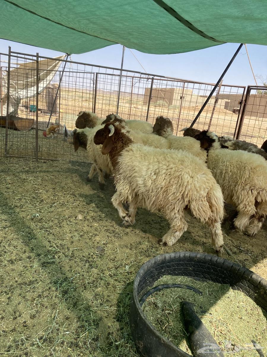 بهم نعيم جبر جذعان مراح واحد64386416988547113