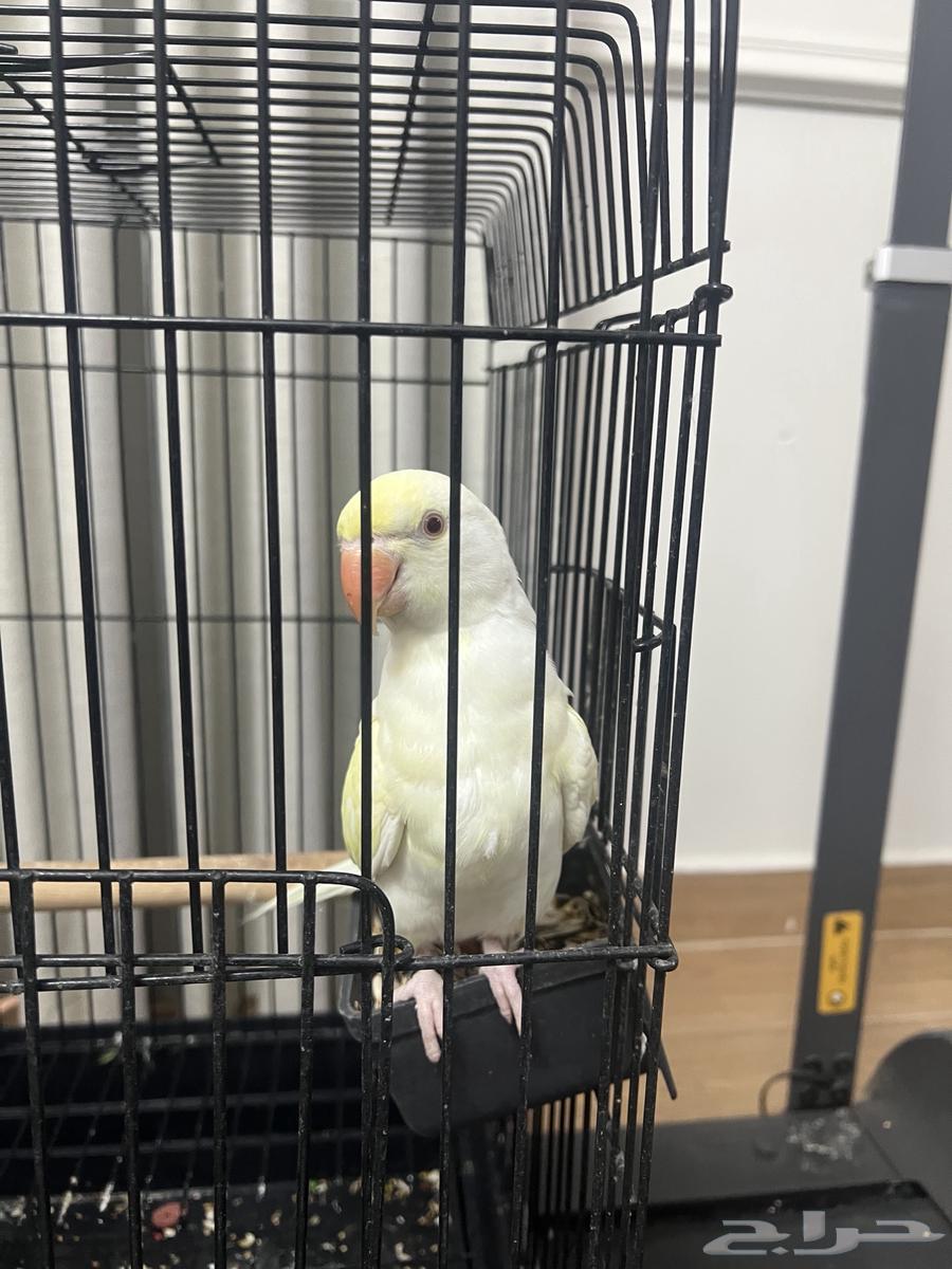 دره لوتينيو64384952461697112