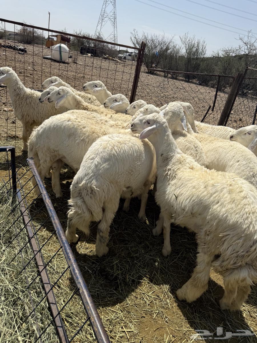 يوجد لدينا طليان  حرية ذبائح شي نظيف  و البيع تفريد64381934614145113