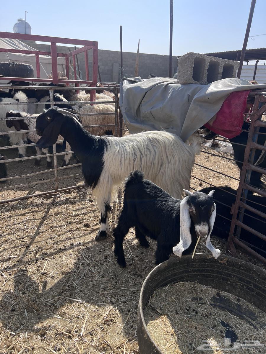 عنز مطفل تم البيع64380806416899110