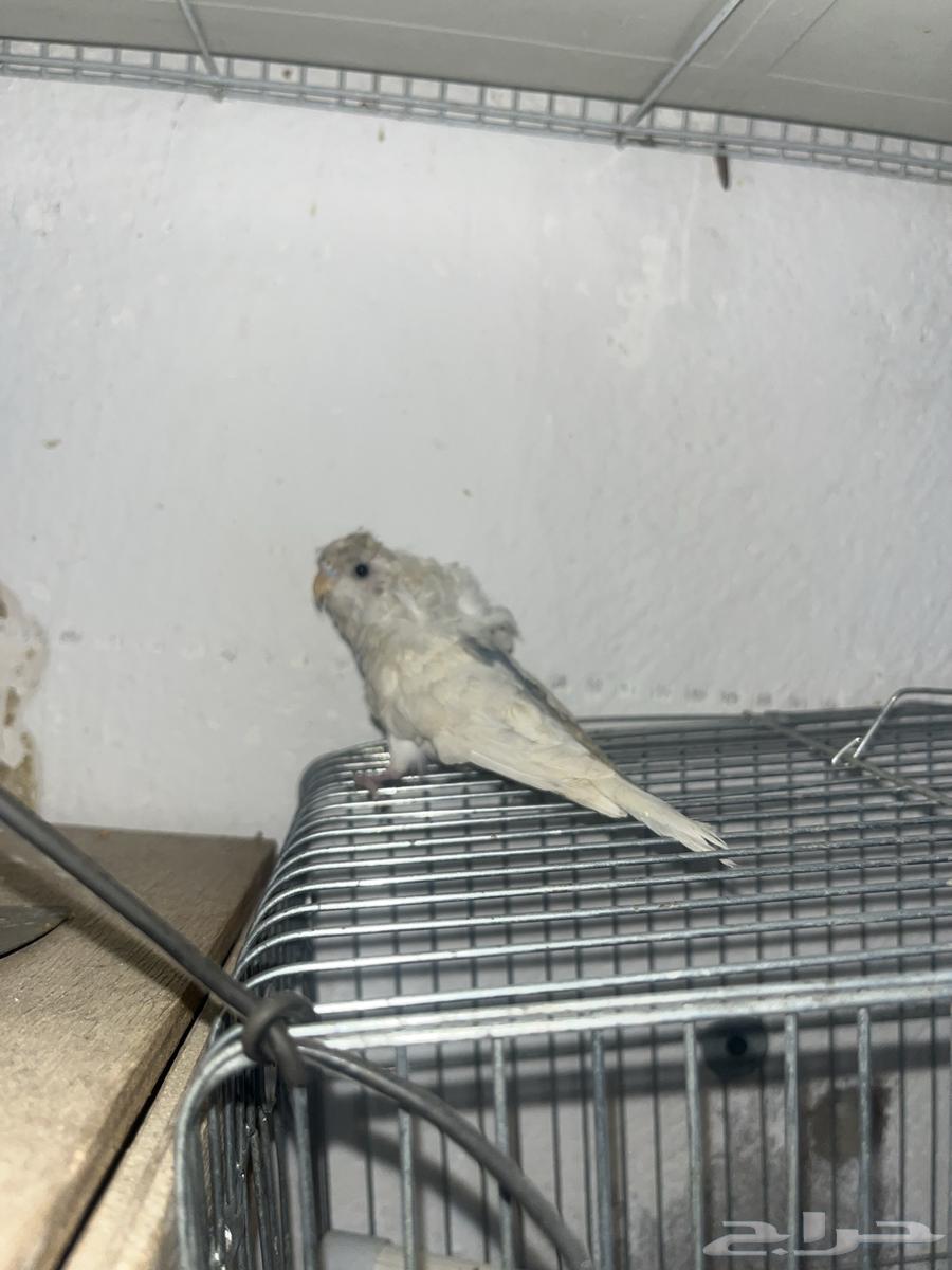 انثي بادجي هوقو64380652806657111