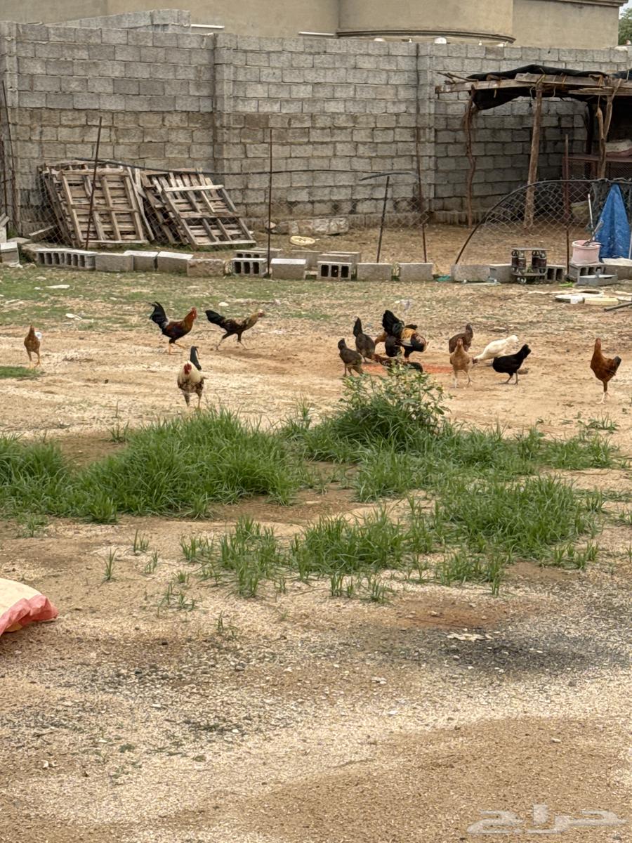 بيع مستعجل64386808334339111