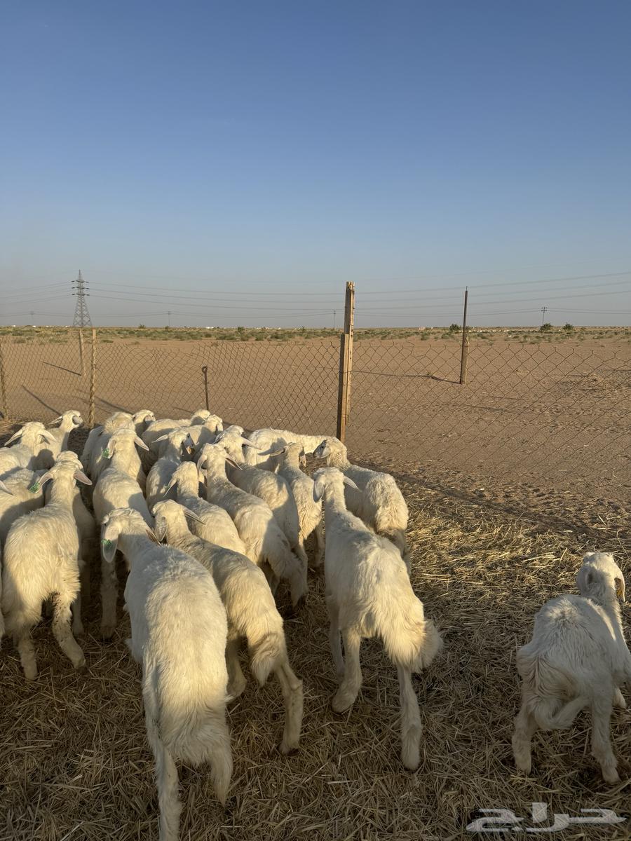 رخال صنف64390416582402113