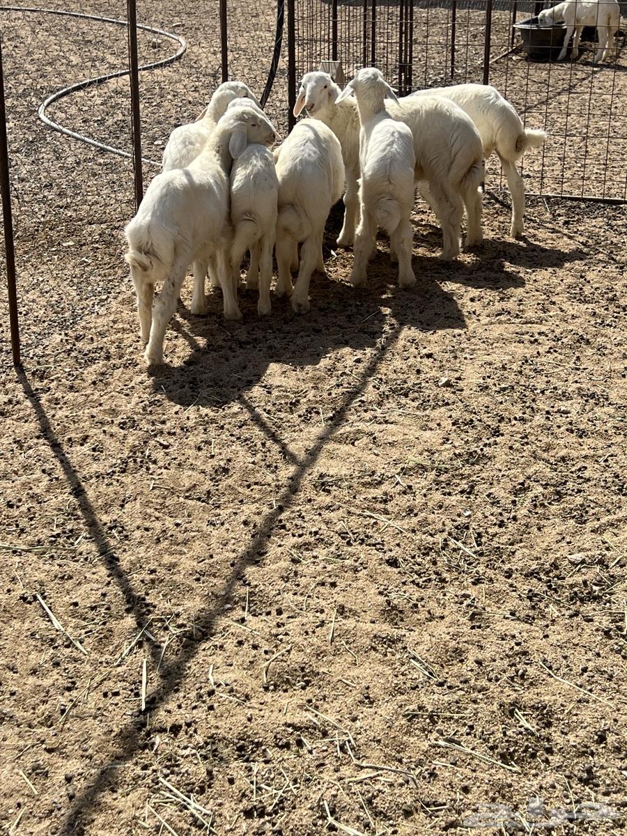 طليان حرية عدد 764380806452611114