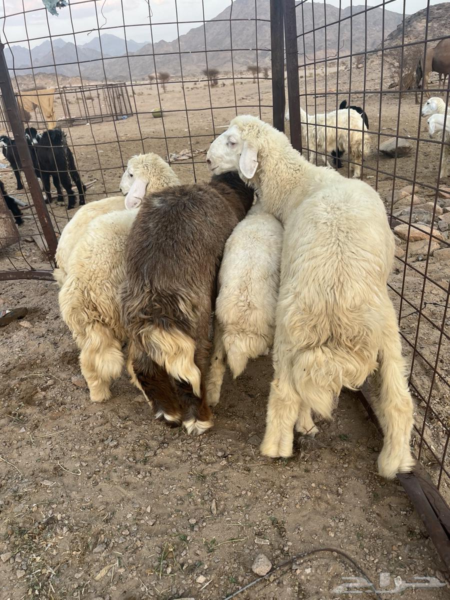 طليان حريه64388259628417110