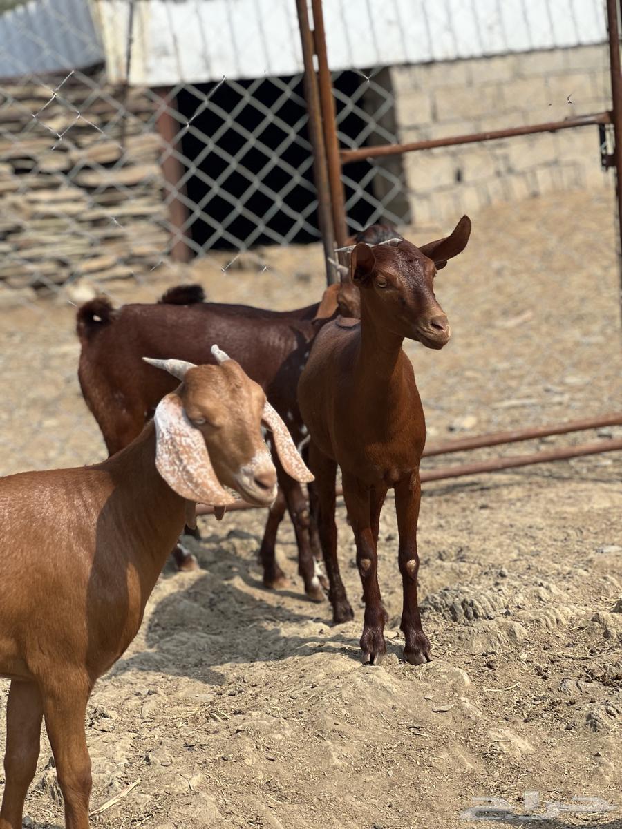 Jafar Dahim Dahim Establishment Marah64381013131778114