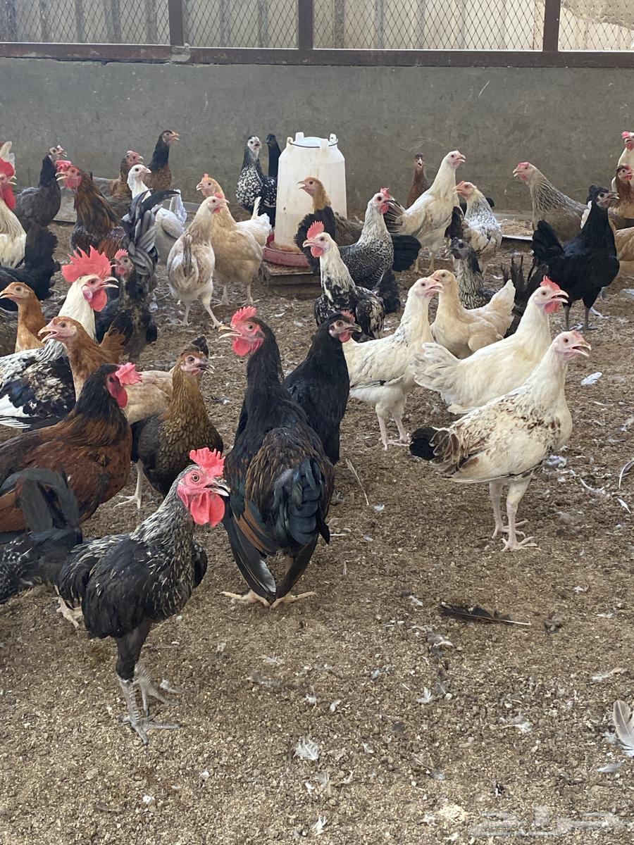 دجاج للبيع64382114381825110