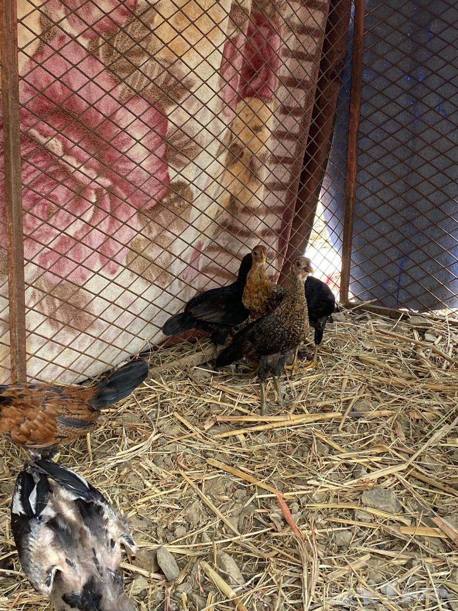 فرانيج بلدي64384661411073114