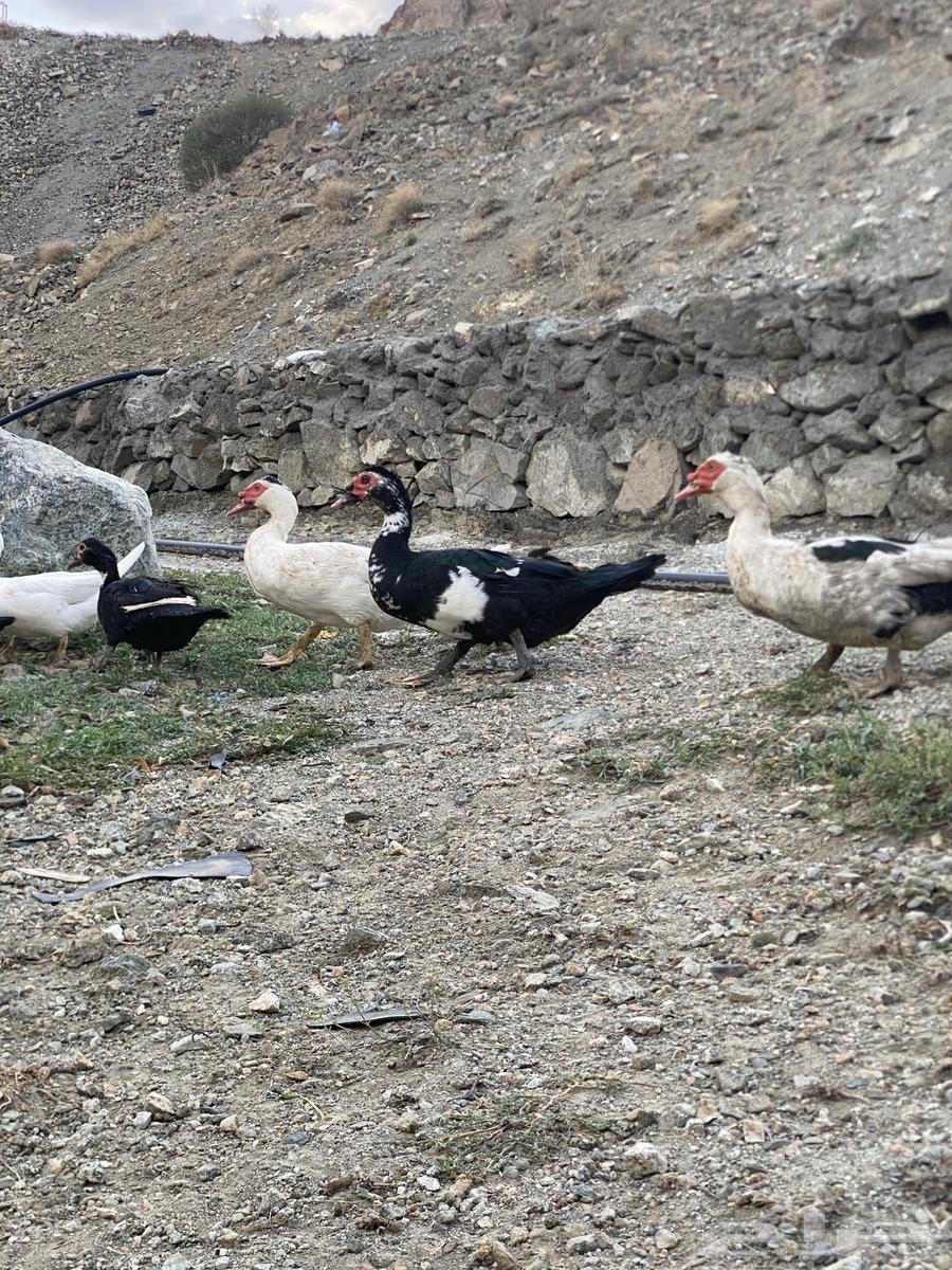 Local Duck (Premium)64388468375939113