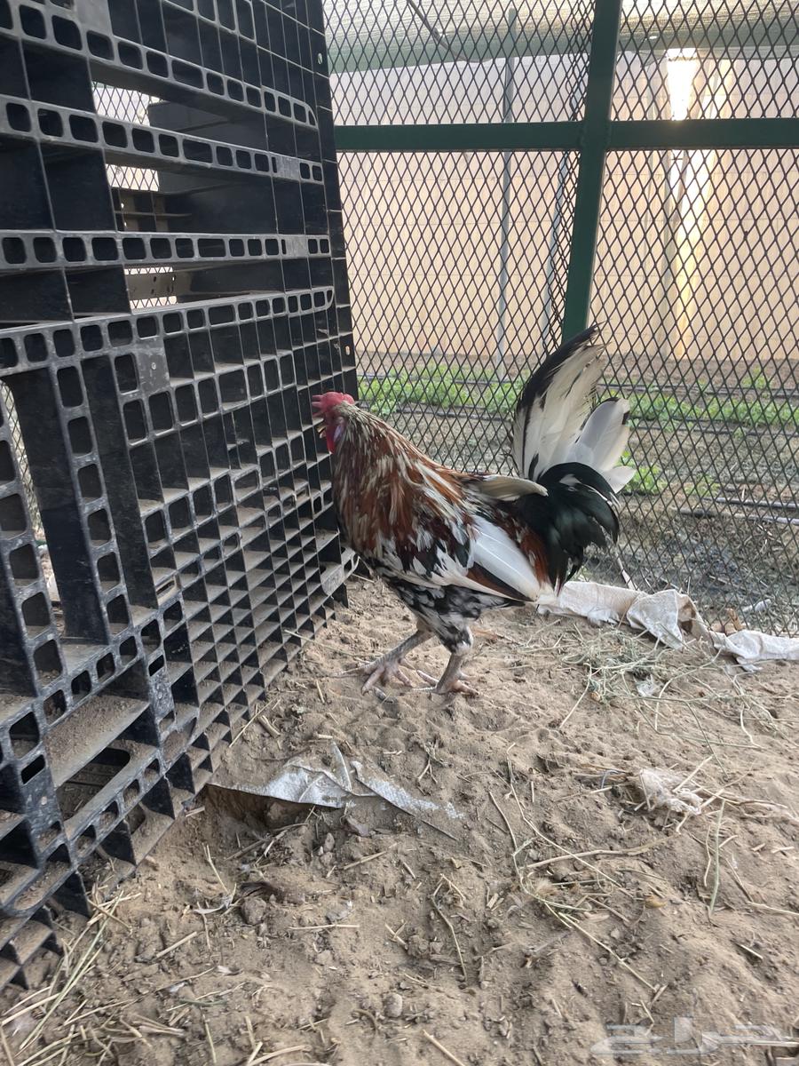 ديك عربي ماكنتوش64388162750722110