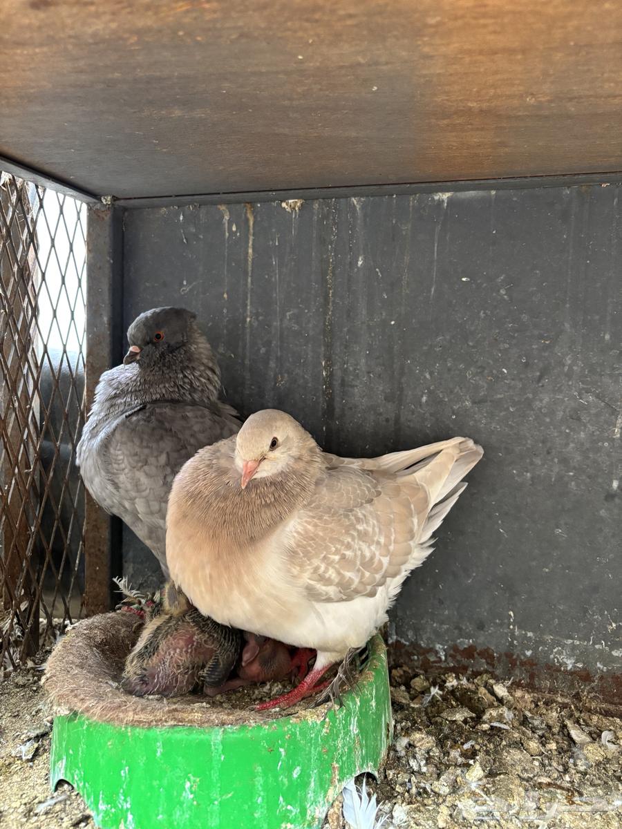 زوج كنق لافندر توب64389488205827113