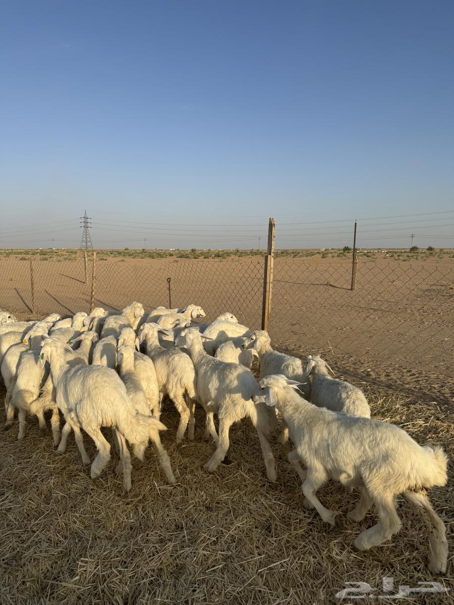 رخال صنف64390416582402110