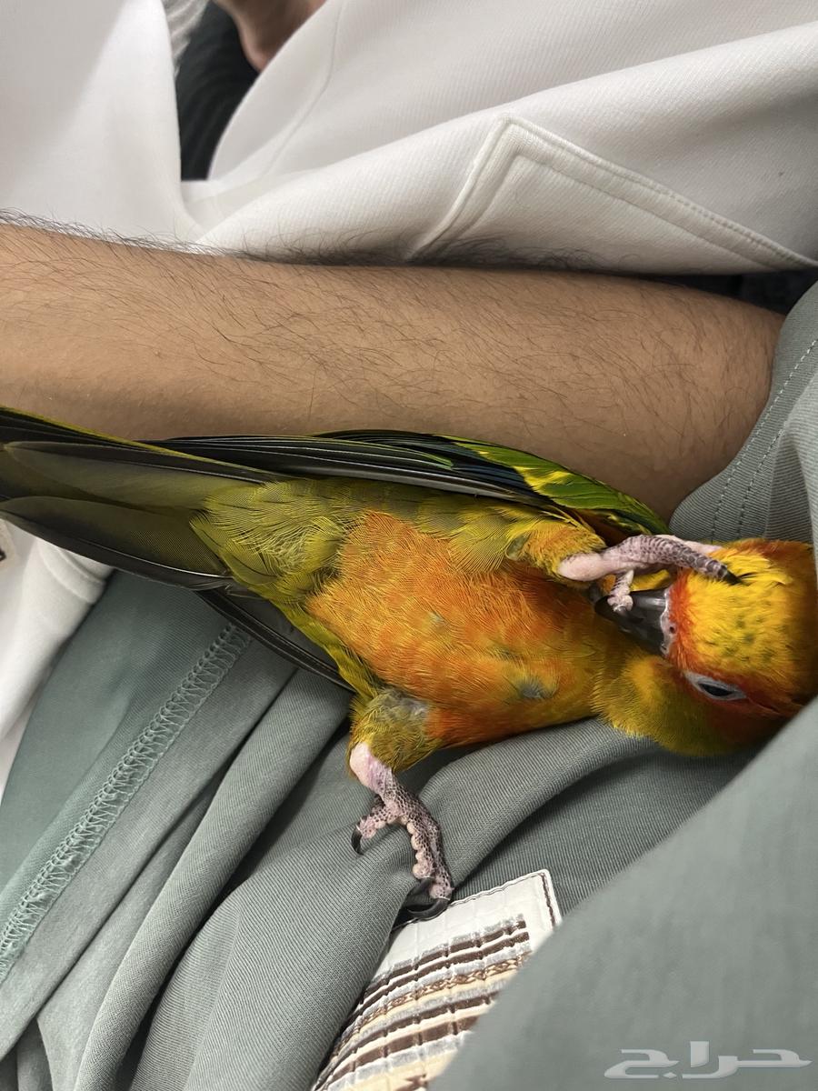 Sun Conure64385258216323114