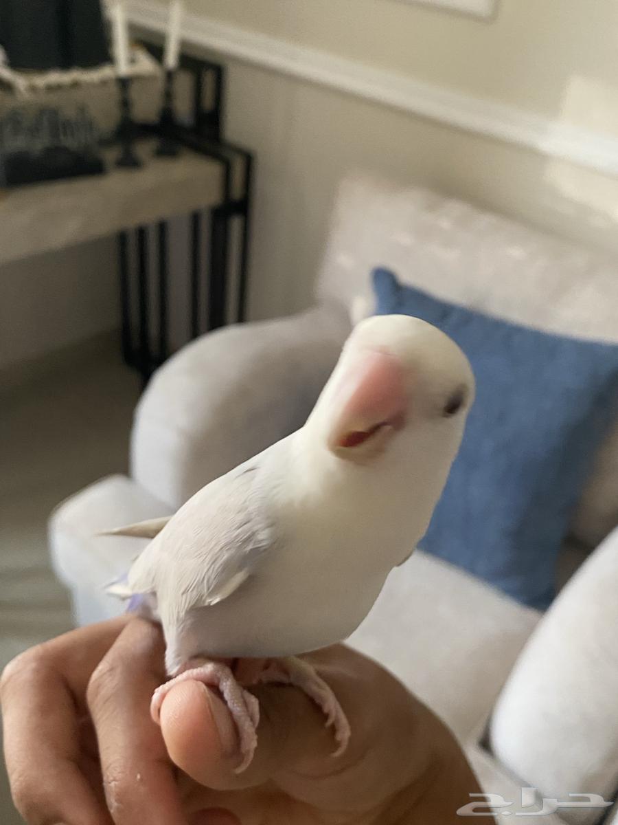 طيور حب نوع روز64380820194178110