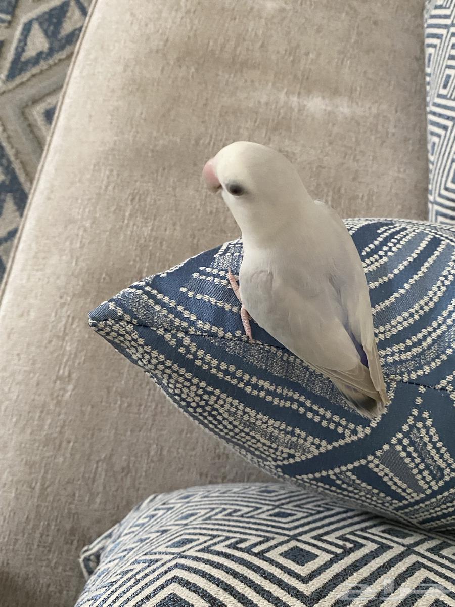 طيور حب نوع روز64380820194178111