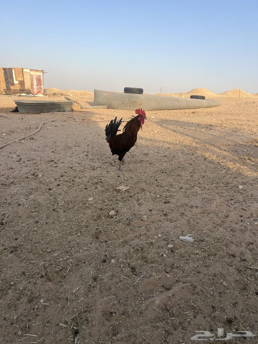 Red local rooster with one comb64387090214274110