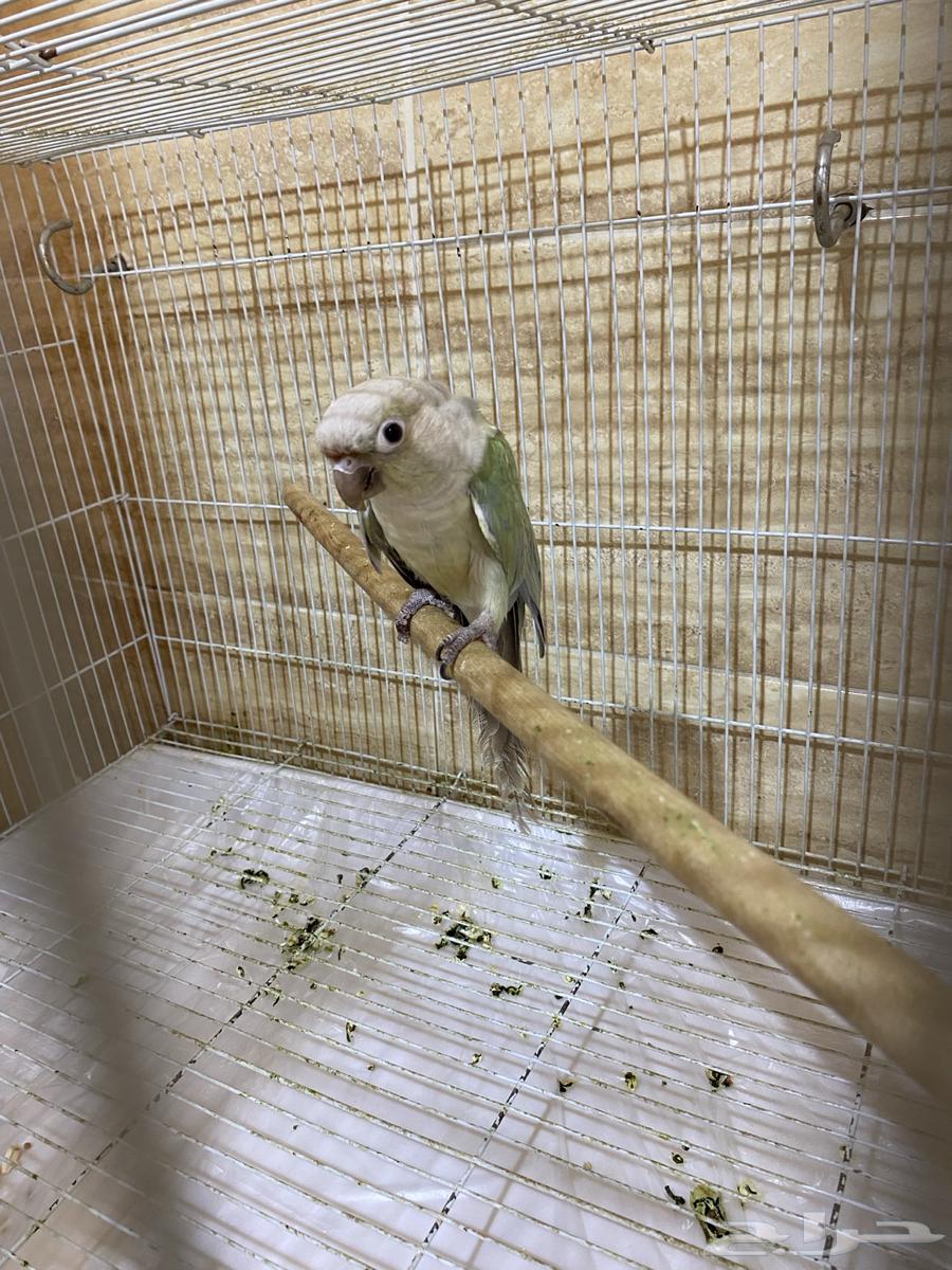 للبيع جوزين كنيور64384910859138111