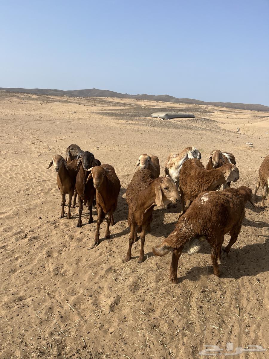 You have an occasion and want to look good? 11 Sudanese goats64381287275779111