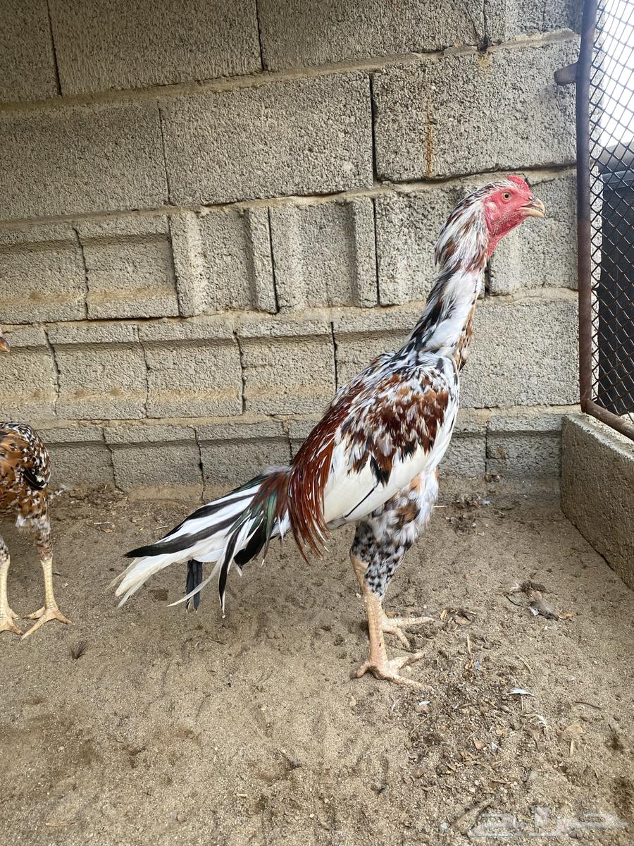 Sindi Set64390692431745110