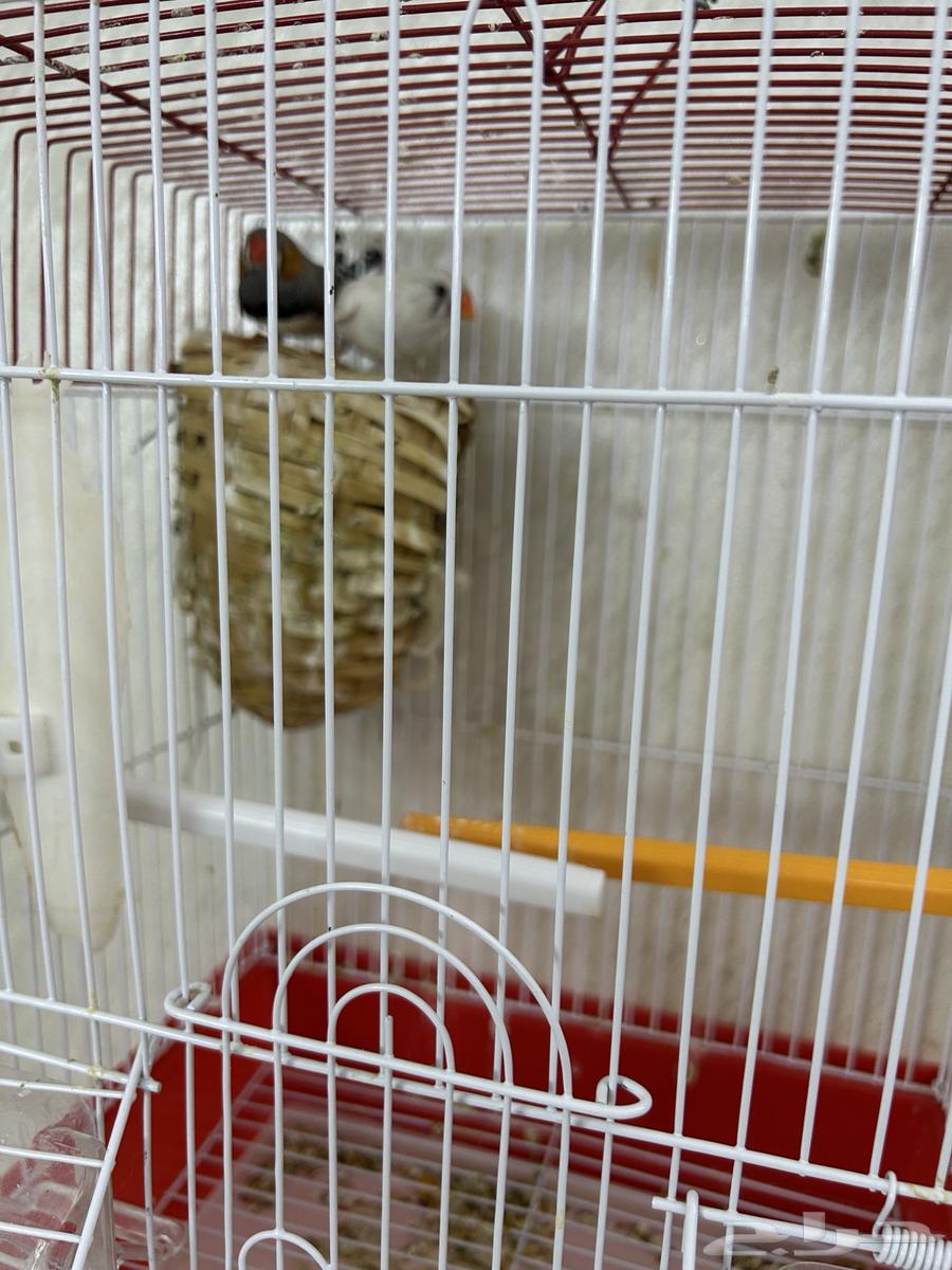 Zebra Pair64389626562049110