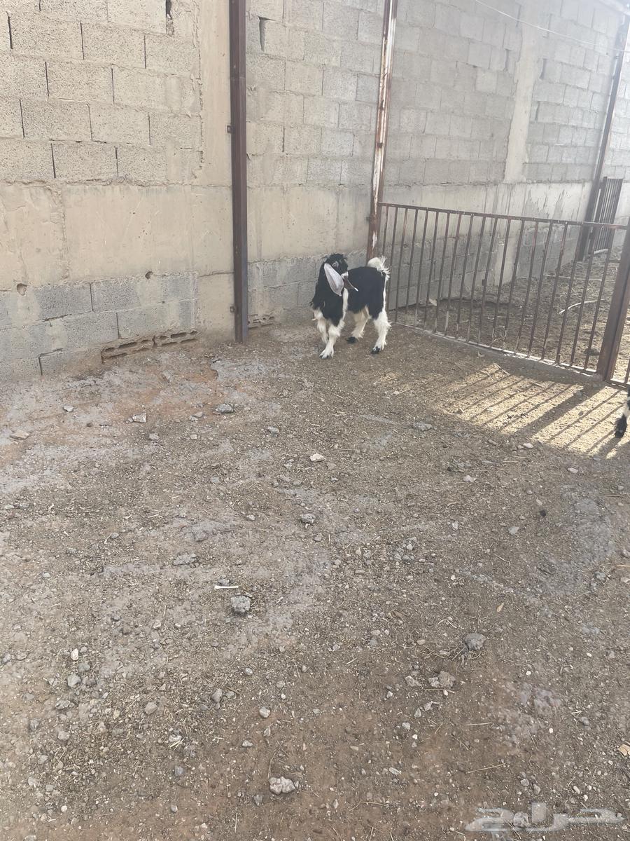 تيوس عارضية إثنان للبيع أعمارها حول السنة64386402821122110