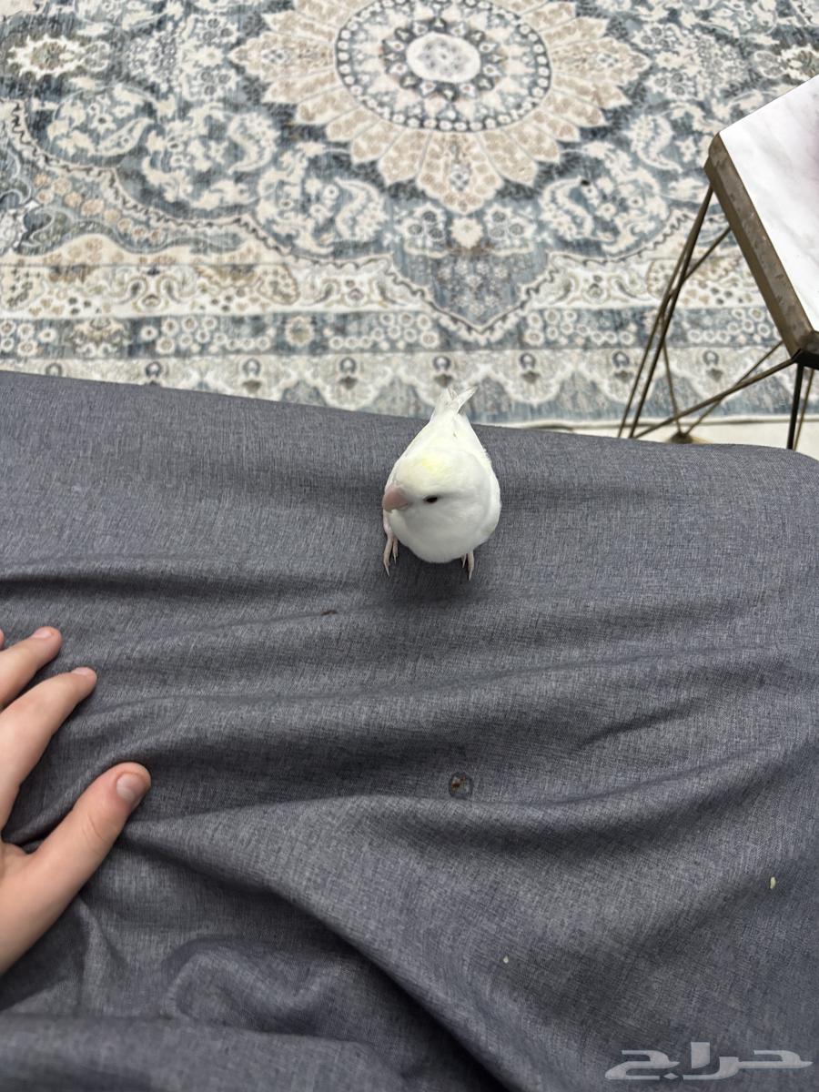 روز البينو أنثى هدد داخلي منتجه64392168926339110