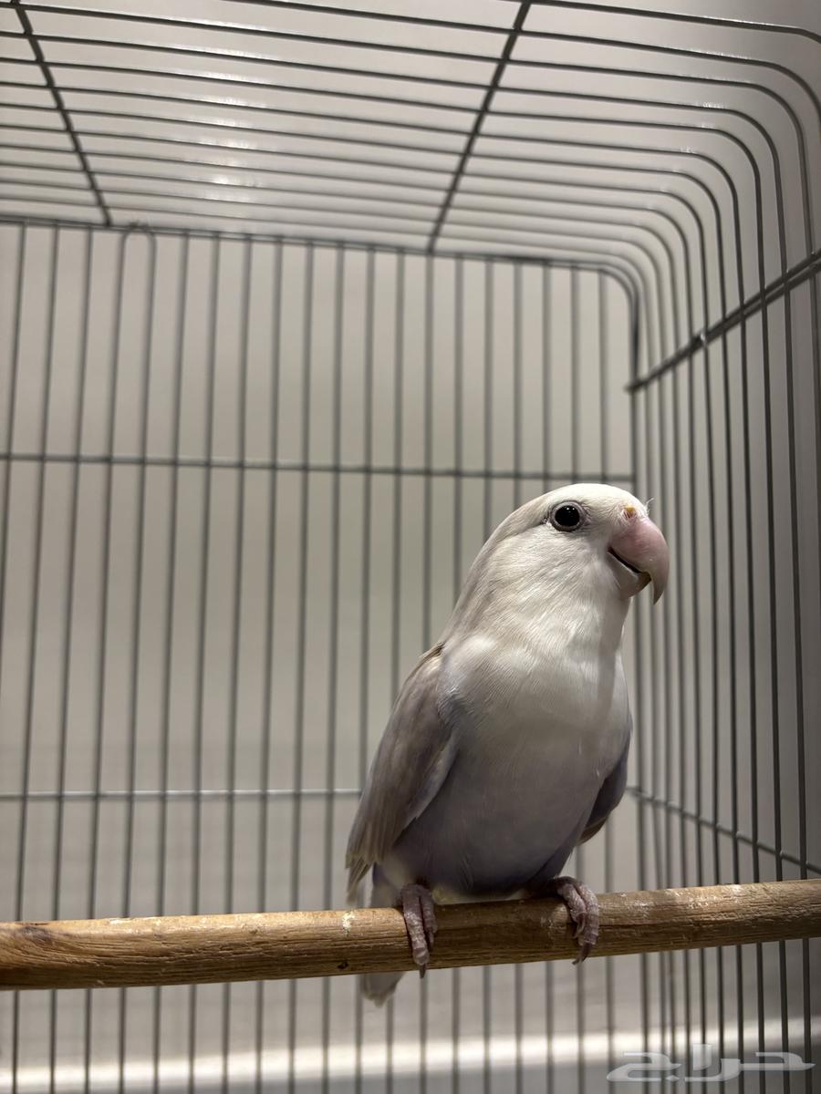 للبيع روز حق انتاج64390180048897110