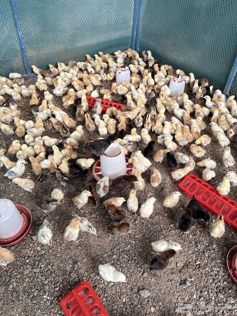 صوص بلدي64380139989506113