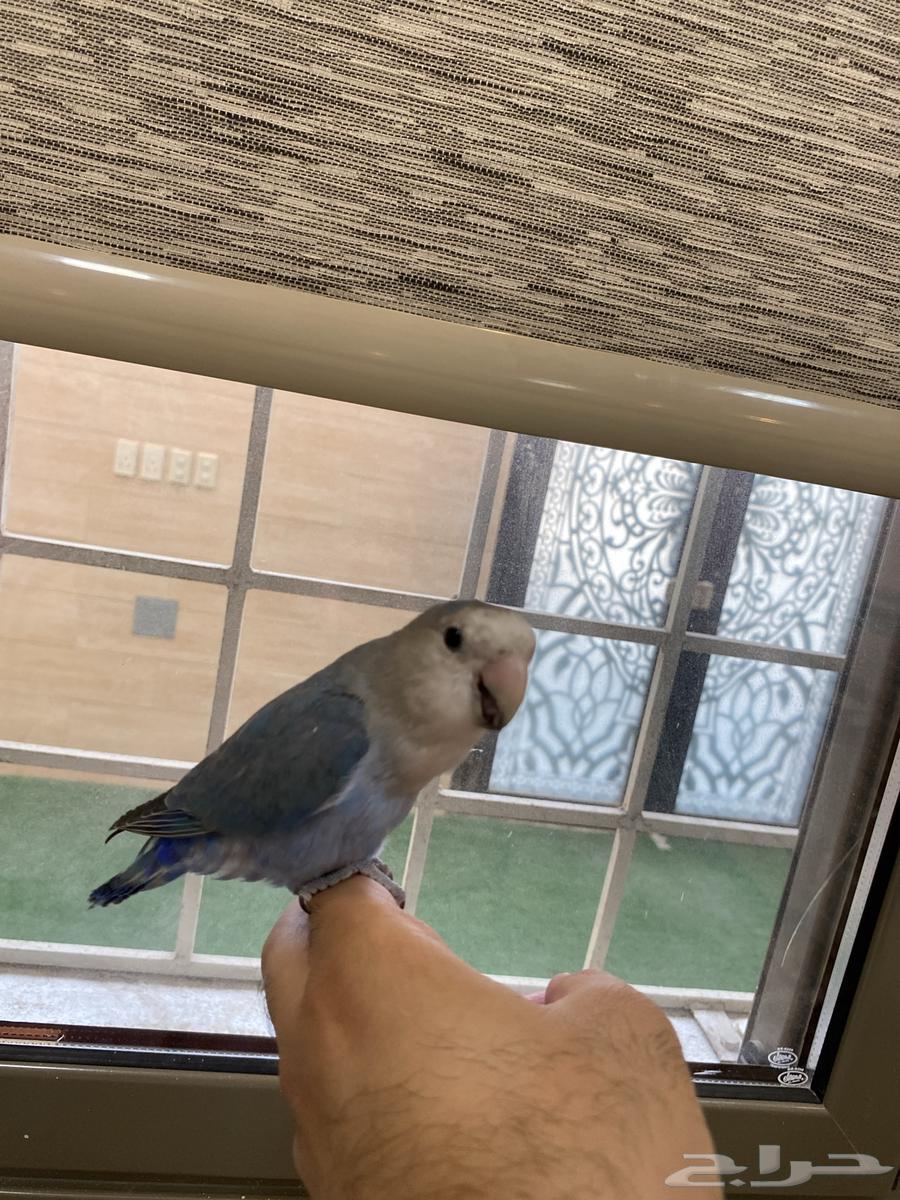 للبيع روز اليف هدد متكلم يقول تعال ويبوس64383011366659114