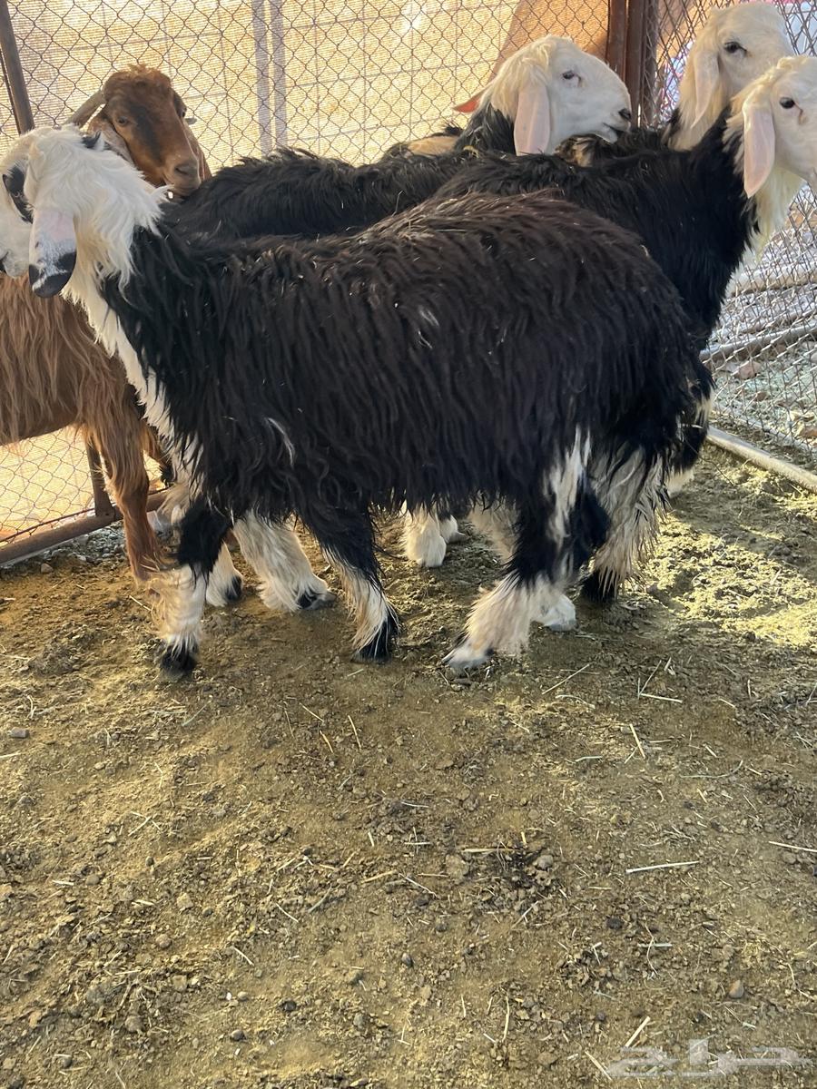 Finding five goats64387787906947111