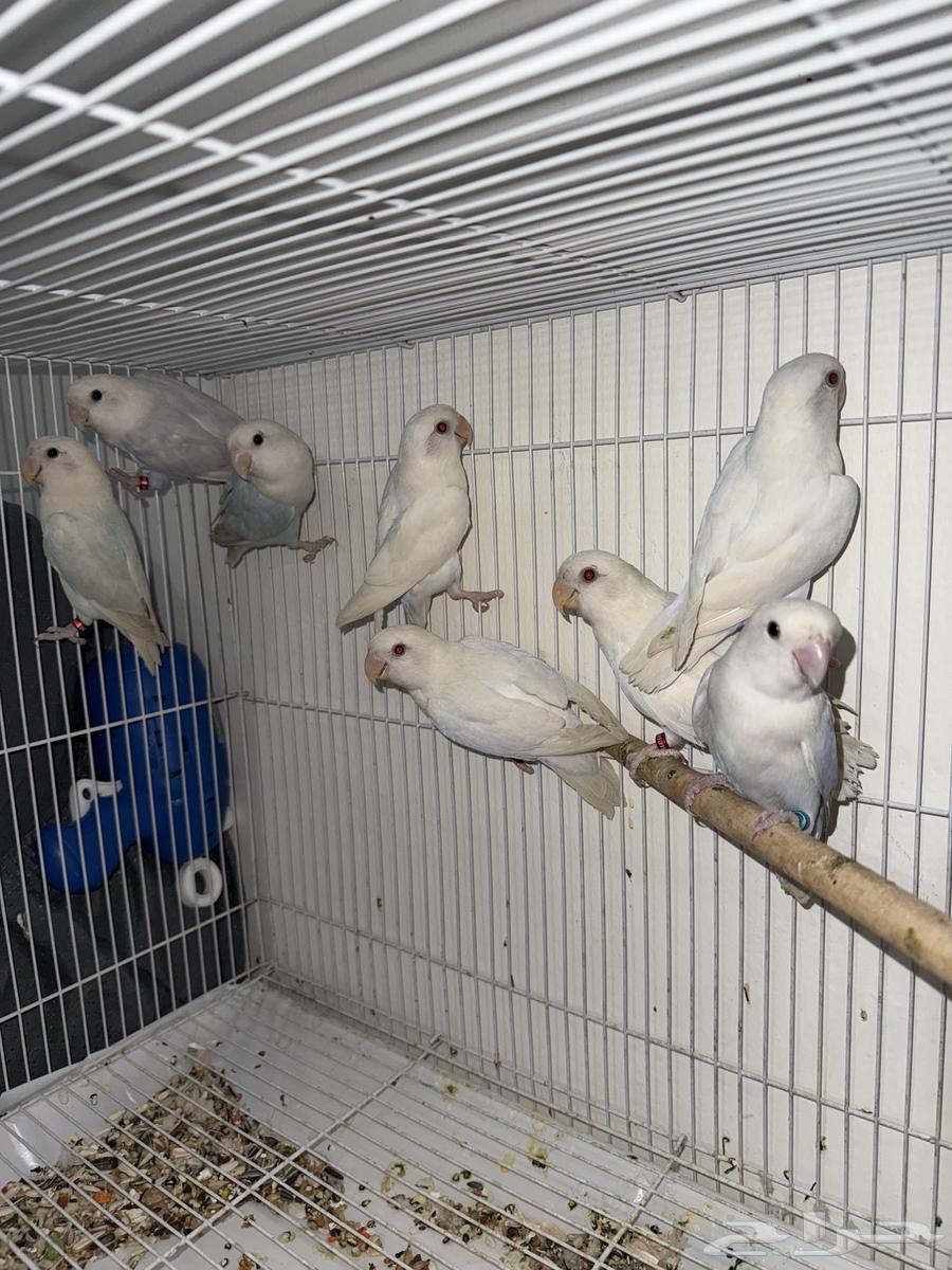 أجواز روز محلله DNA64377652251009110