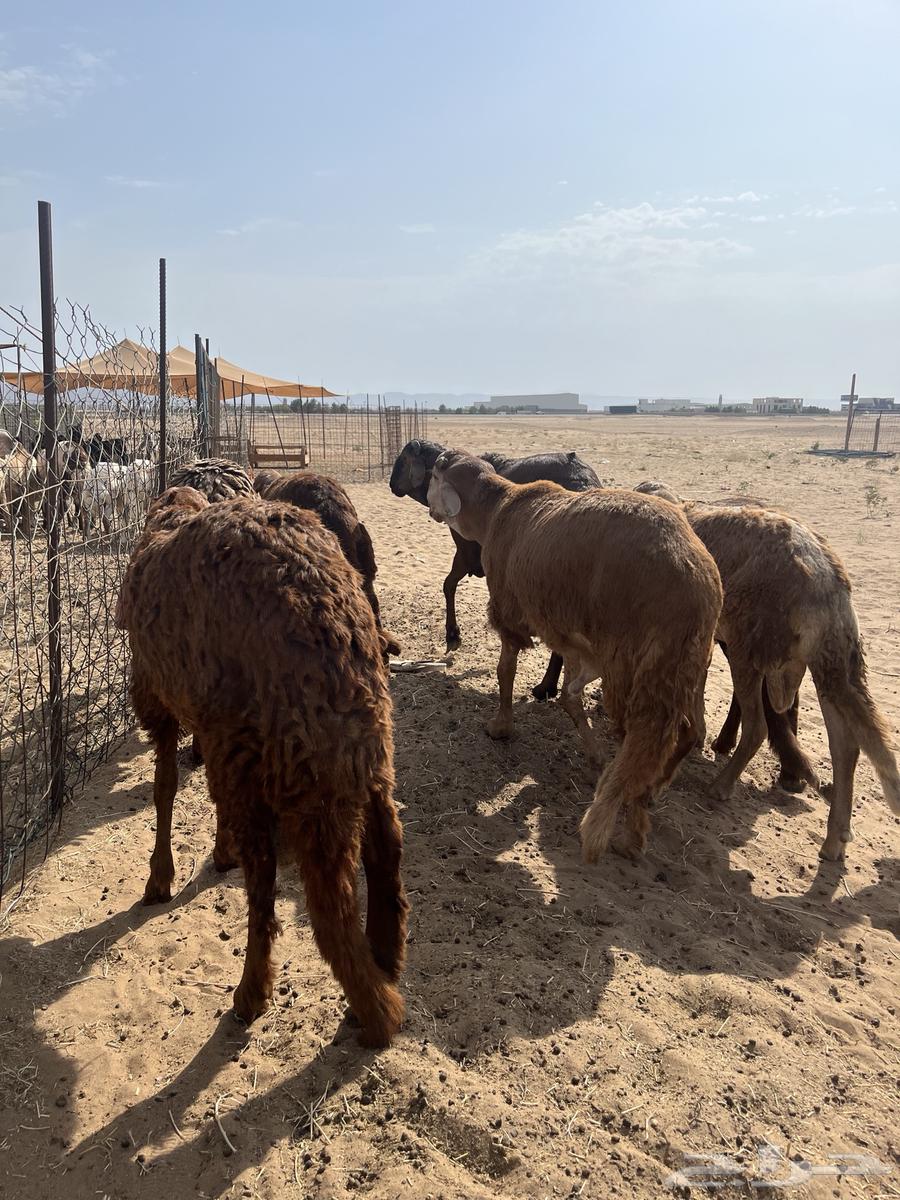 You have an occasion and want to look good? 11 Sudanese goats64381287275779114