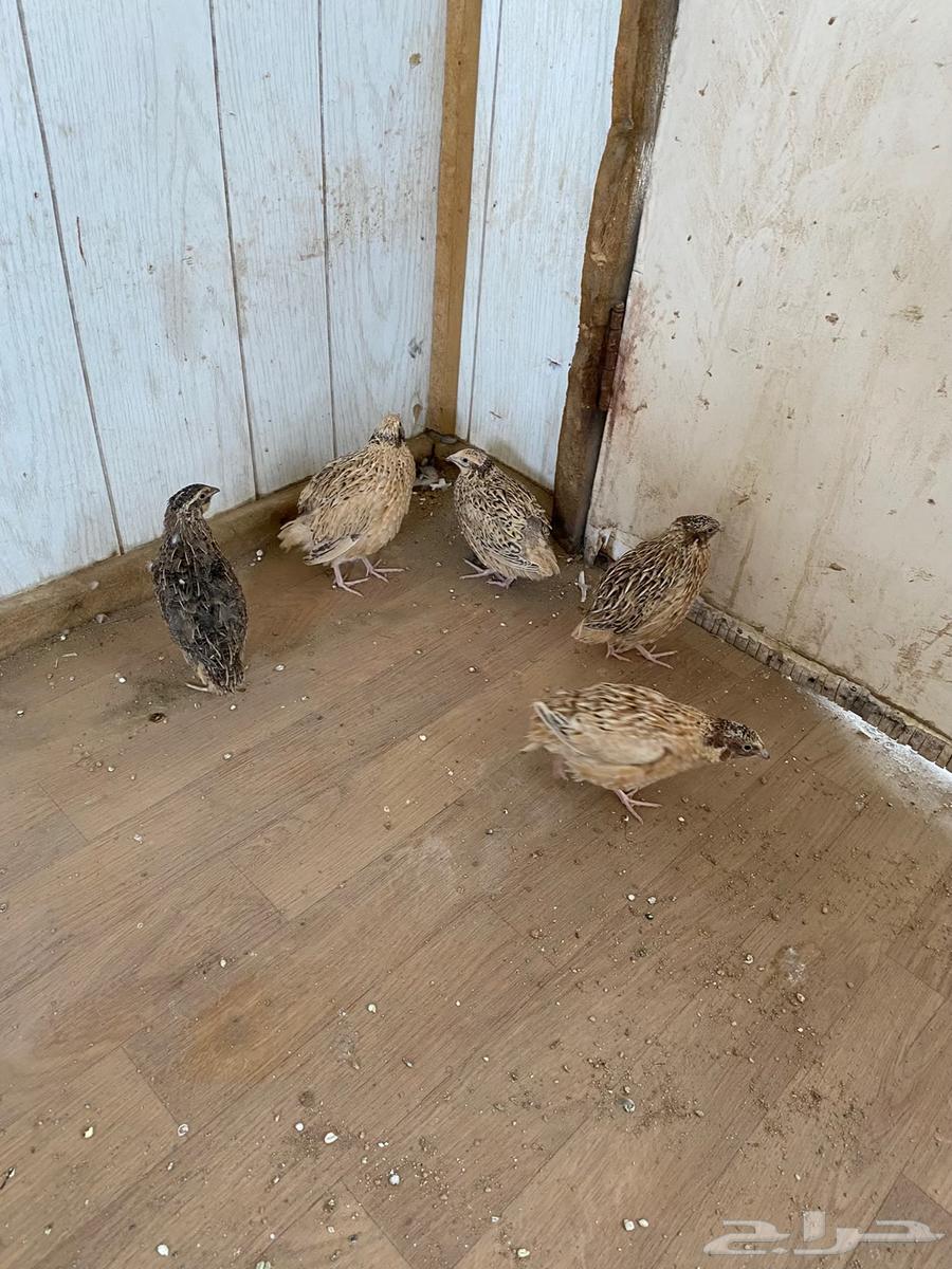 سمان محميات للبيع64392086970755110