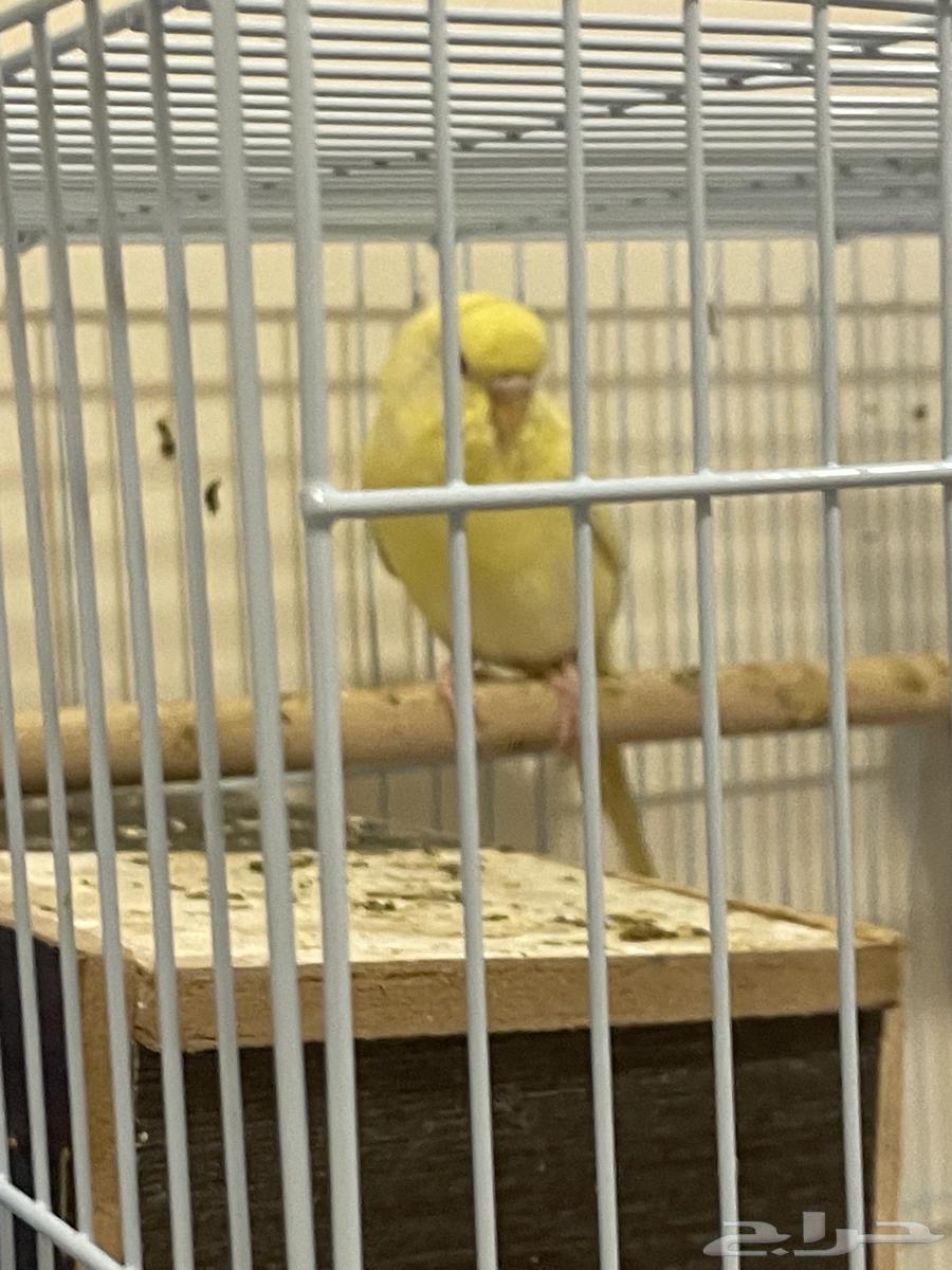 عصفور نوع باجي64383898827266112