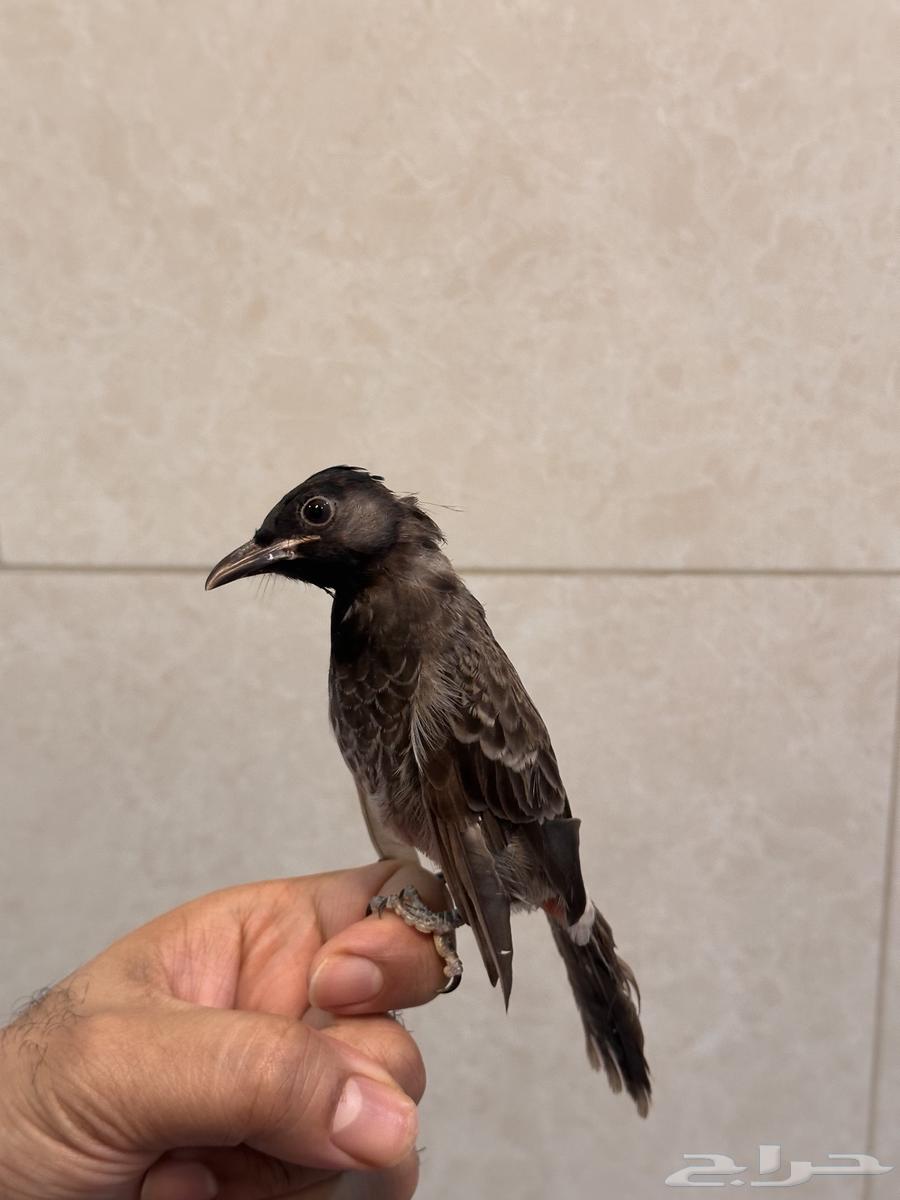 بلبل كشميري64384134349057110