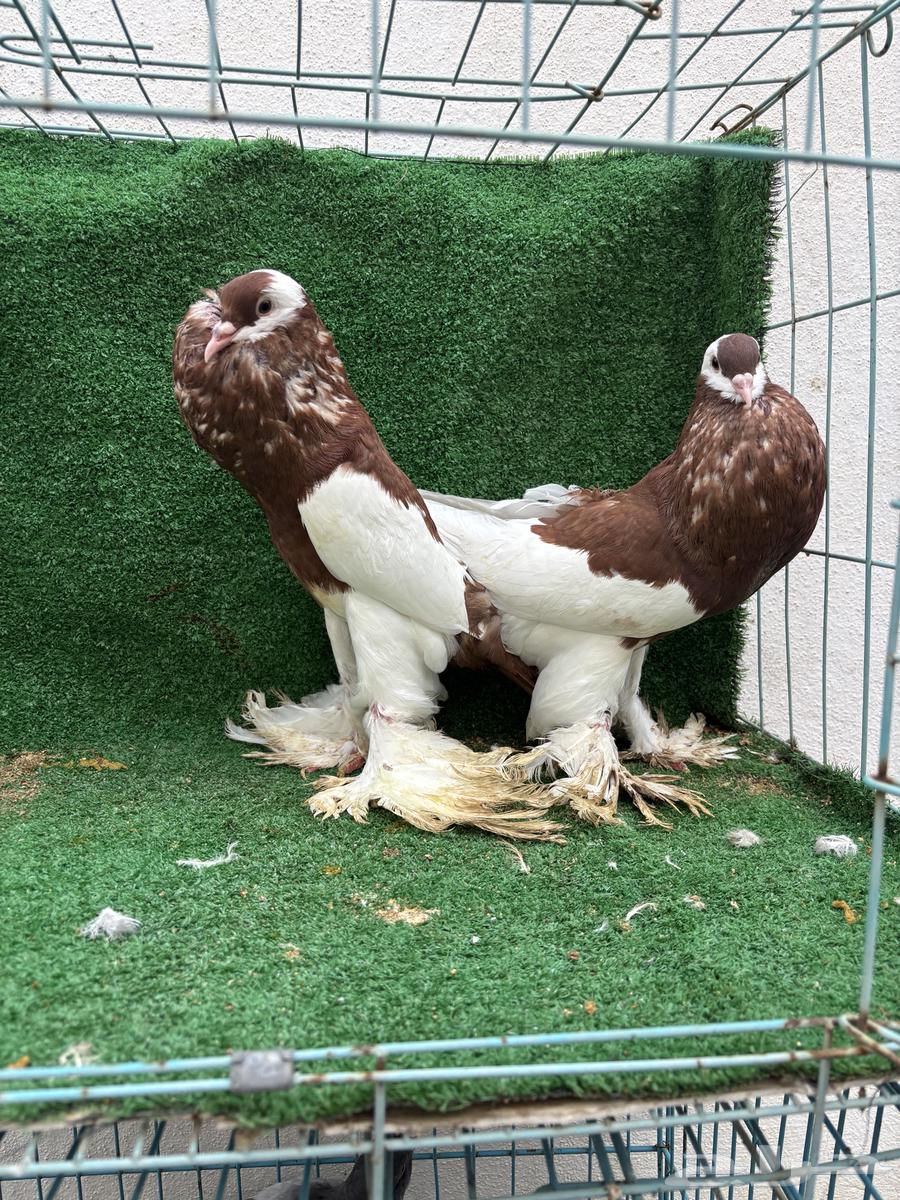 Red Balloon Pair64385244235777110