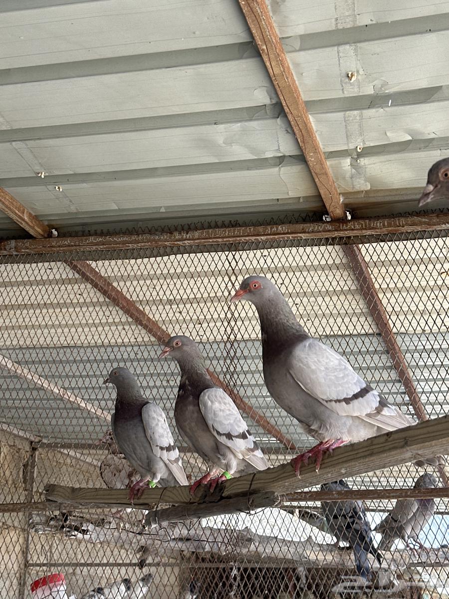 16 جوز فرنسي سلفر كله منتج64381397973249110