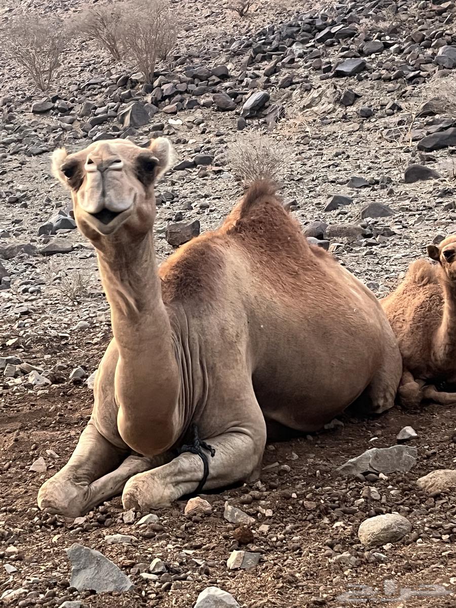 ناقه خلفه للبيع64396435308163110