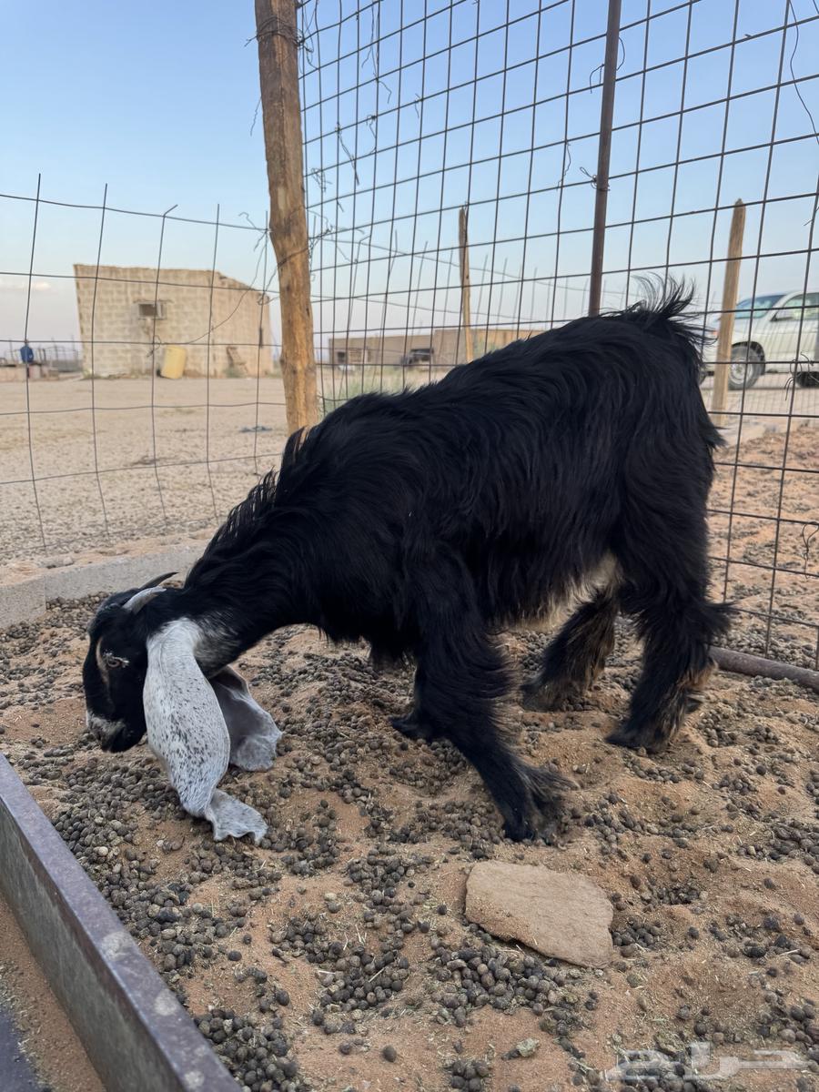 Jafar64387452962563111